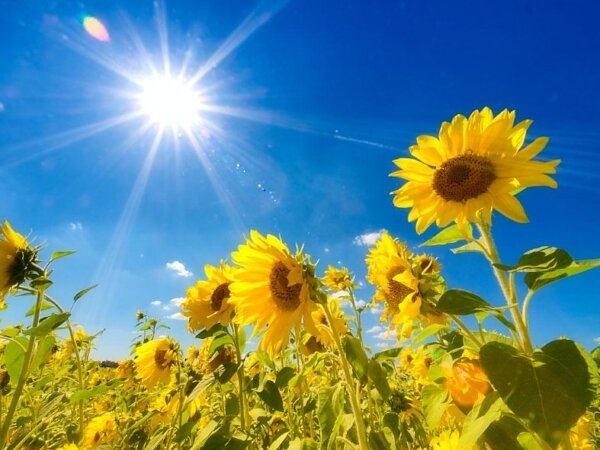 8月　夏季休暇のお知らせの画像